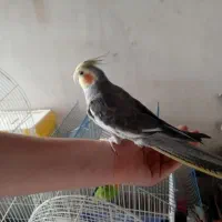 عروس هلندی سخنگو بالغ|پرنده|تنکابن, |دیوار