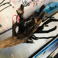 آکواریوم چوب ابنوس مخصوص|ماهی|اردبیل, |دیوار