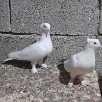 بوشهری