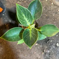 انواع گیاهان آپارتمانی