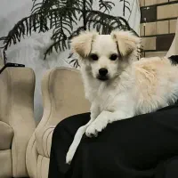 فروش فوری توله