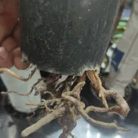 گل زامیفولیا زامفولیا زیر قیمت|گل و گیاه طبیعی|بابل, |دیوار