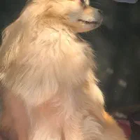 فروش سگ|سگ|برازجان, |دیوار