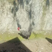 خروس آمروک هشت ماهه