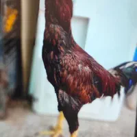خروس لاری جوان سالم زیبا