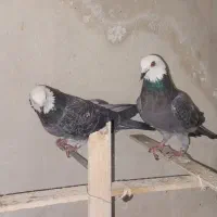 کفتر