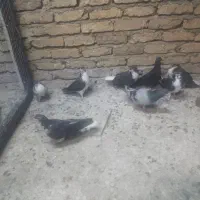 کبوتر دمگیر