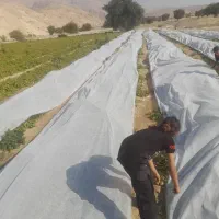 کاور کشاورزی (فوم کشاورزی ) ضد سرمازدگی