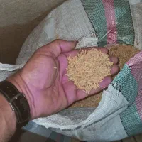 شالی بذری فجر سوزنی 90روزه