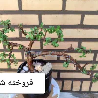 بنسای کراسولا خرفه ای جید بونسای بن سای