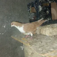 کبوتر 4عدد