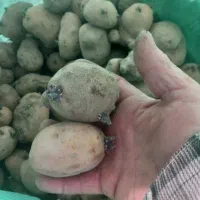 سیب زمینی بذری