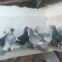 11نرکرمانی شامی هوایی ضمانت همه باهم دانه900تهش