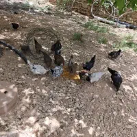 مرغ خروس