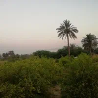 باغ 2000هزار متر پشته آزادگان