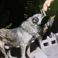 سگ سرابی|حیوانات|رباط‌کریم, رباط‌کریم|دیوار