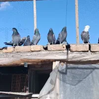 کبوتر پرشی و بازیکن