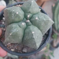 انواع کاکتوس های کلکسیونی