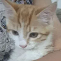 بچه گربه