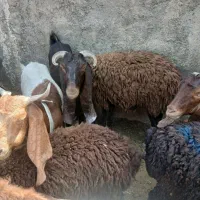 دوعدد بز پاکستانی یک عدد بزغاله نر|حیوانات مزرعه|تهران, سعیدآباد|دیوار