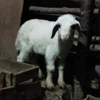 ن نر بره سالم|حیوانات مزرعه|سرخنکلاته, |دیوار