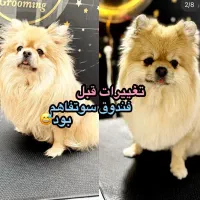 مجموعه پانسیون نگهداری و اصلاح و شست وشو سگ