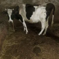 گاو هلند همراه با گوساله