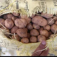 سیب زمینی گردویی تخم مرغی جلی