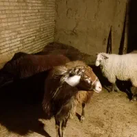 تعدادی رومانوف وبره نر گوشتی  به فروش می‌رسد|حیوانات مزرعه|تبریز, |دیوار