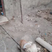 سگ کوچک تربیت شده و حرف گوش کن