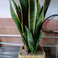 گل شمشیری برگ‌زرد