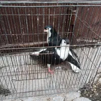 پرنده|پرنده|شوشتر, |دیوار