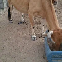گاو