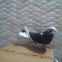 کبوتر طوقی|پرنده|اردبیل, |دیوار