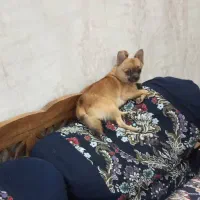 سگ شی واوا عروسکی|سگ|رشت, بلوار گیلان|دیوار