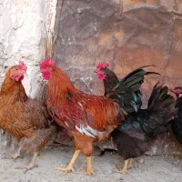مرغ خروس