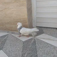 کبوتر طوقی