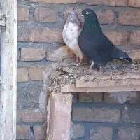 کبوتر تهرانی|پرنده|فیروزآباد, |دیوار
