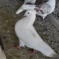 خوشونه