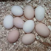 تخم نطفه دار برهما و آمروک و جوجه