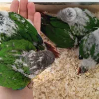 گرینچیک|پرنده|تهران, اسفندیاری|دیوار