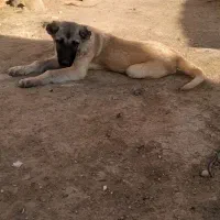 توله سرابی ماده