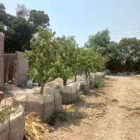 نهال.درخت بن دار.جابه جایی درخت.یاس هلندی.خرزهره