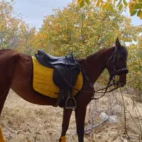 فروش اسب کهر نژاد کرد