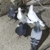 کبوتر پلاکی نر مست کفتر به شرط