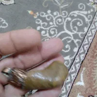 عرج بیابانی فعال