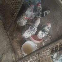 مرغ گلین