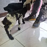 بزدوقلو زا بادوتا کهره و دوعدد بره شیری|حیوانات مزرعه|کرمان, |دیوار