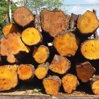 خریدار چوب و درخت (جنگلی و صنوبر)