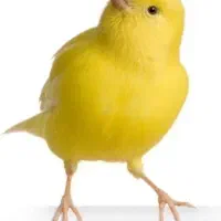 رایگان به مناسبت عید